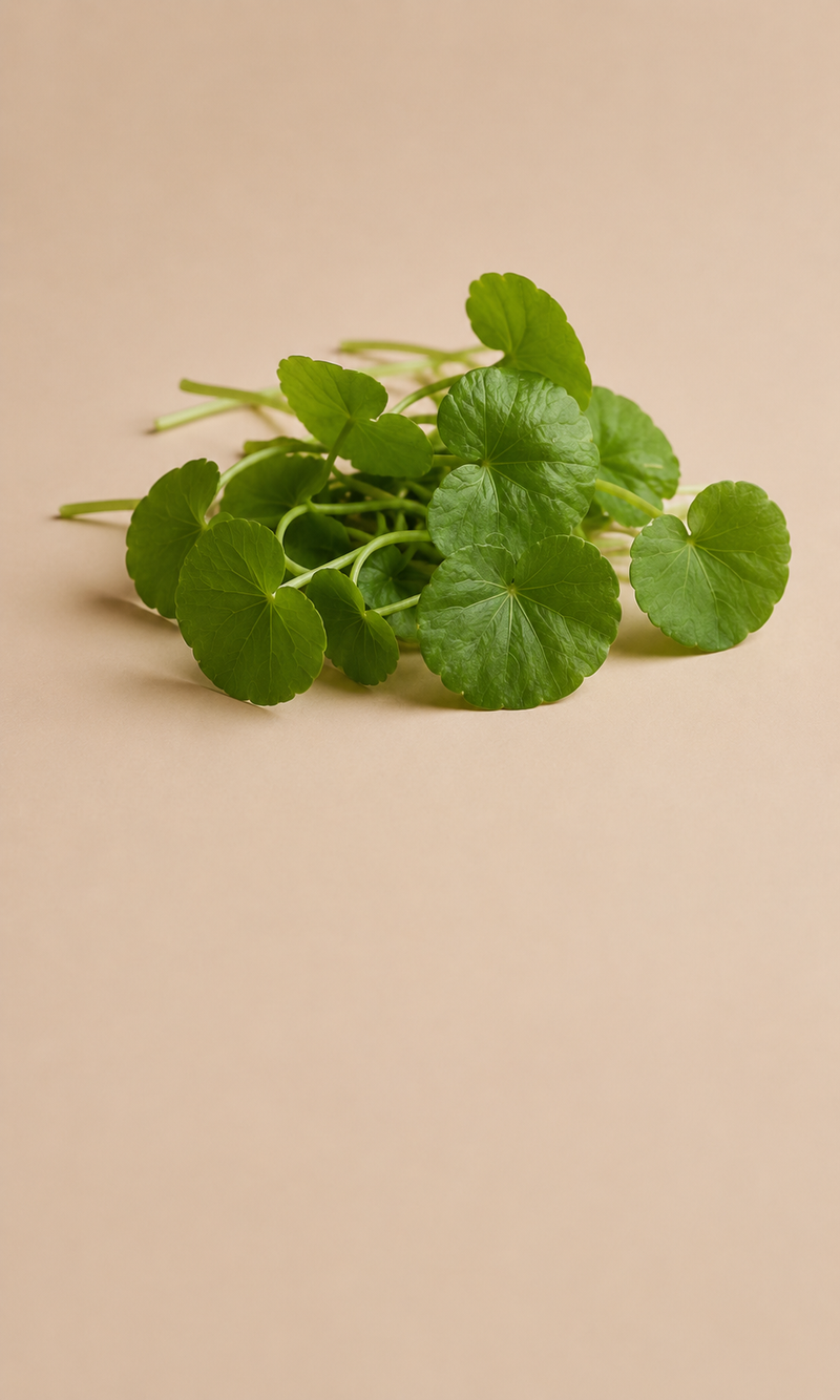 Centella Asiatica