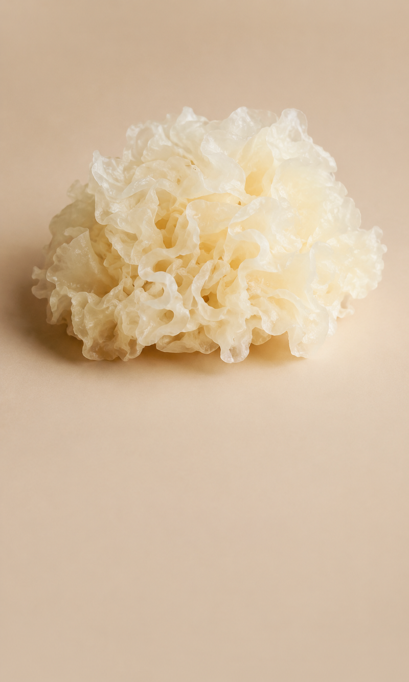 Tremella Fuciformis