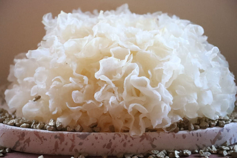 Tremella Fuciformis — Fungo della Neve